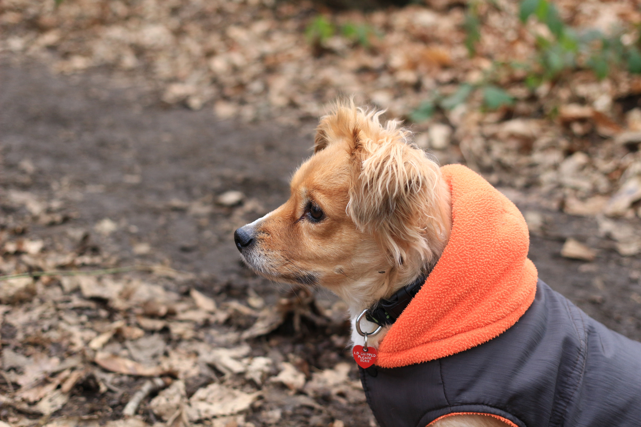 Canon EOS 100D (EOS Rebel SL1 / EOS Kiss X7) + Canon EF 40mm F2.8 STM sample photo. Little dog photography