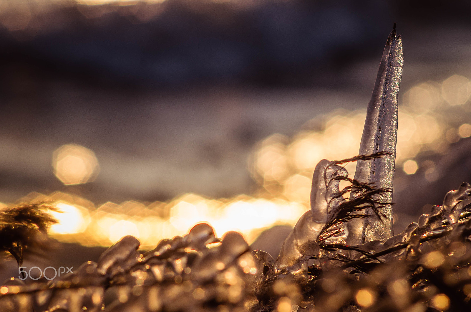 AF Nikkor 70-210mm f/4-5.6 sample photo. Reed frozen into ice. photography