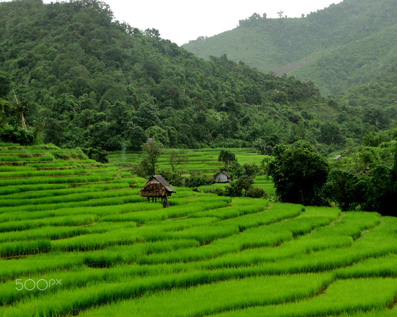 Sony DSC-HX5V sample photo. The rice fields of northern thailand photography