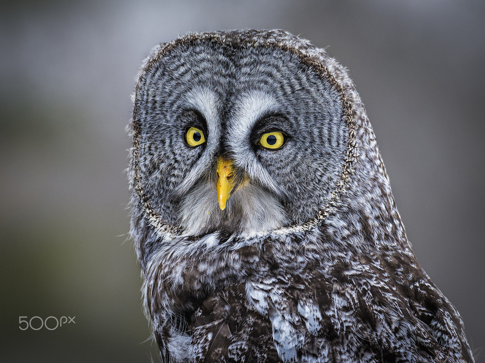 Nikon D7100 + Sigma 50mm F2.8 EX DG Macro sample photo. Great grey owl photography