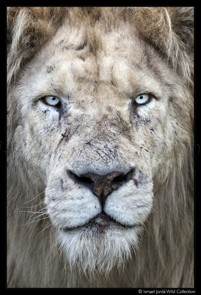 Nikon AF-S Nikkor 300mm F2.8G ED VR II sample photo. Lion (2016) photography