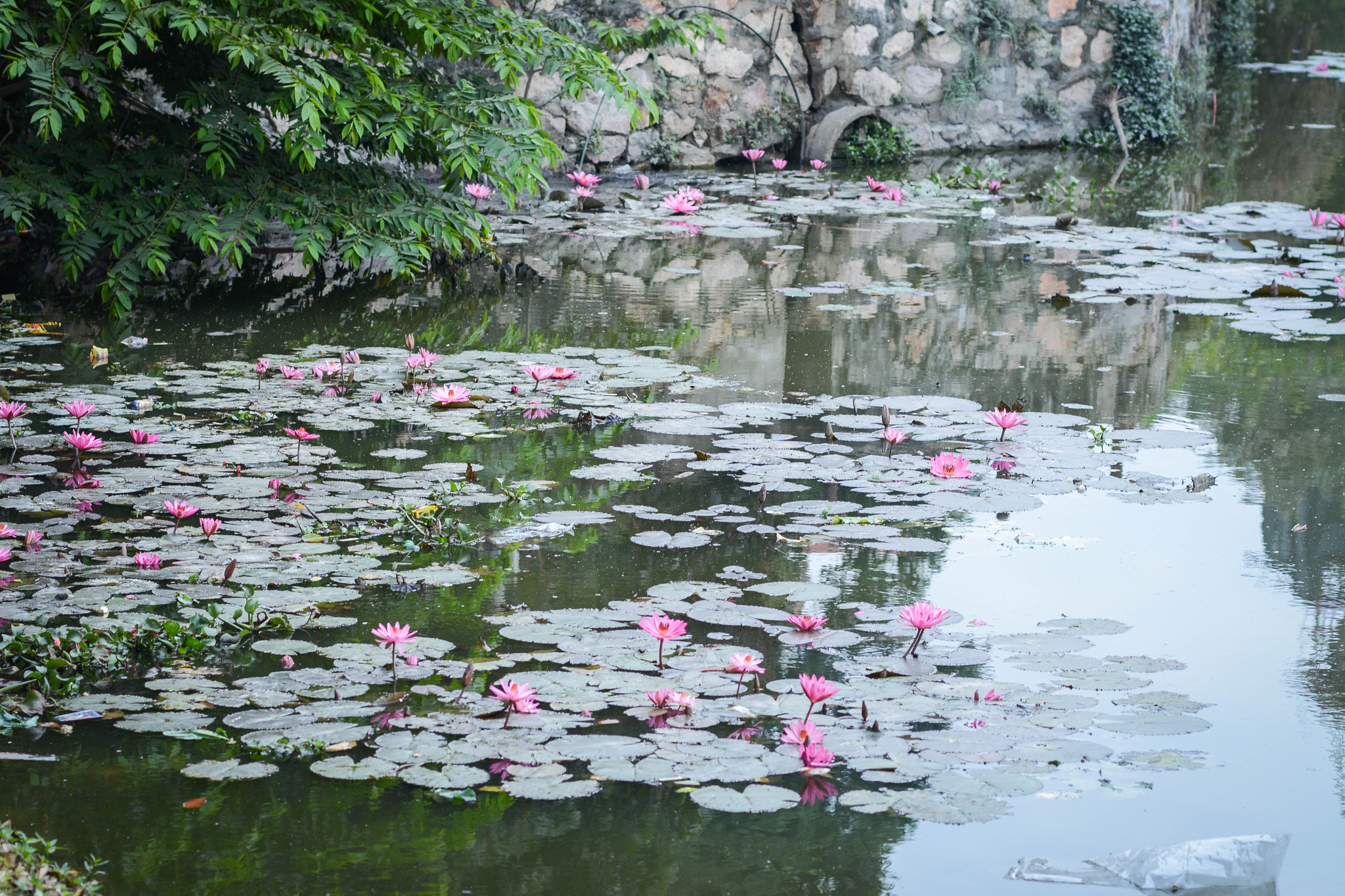 Nikon D7100 + Nikon AF Nikkor 85mm F1.8D sample photo. Dsc photography