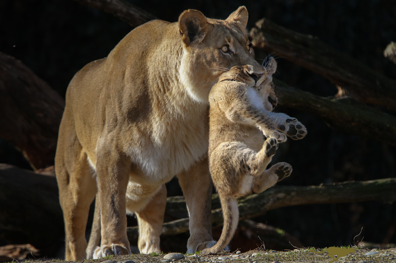 Canon EOS 70D sample photo. Lion cub photography