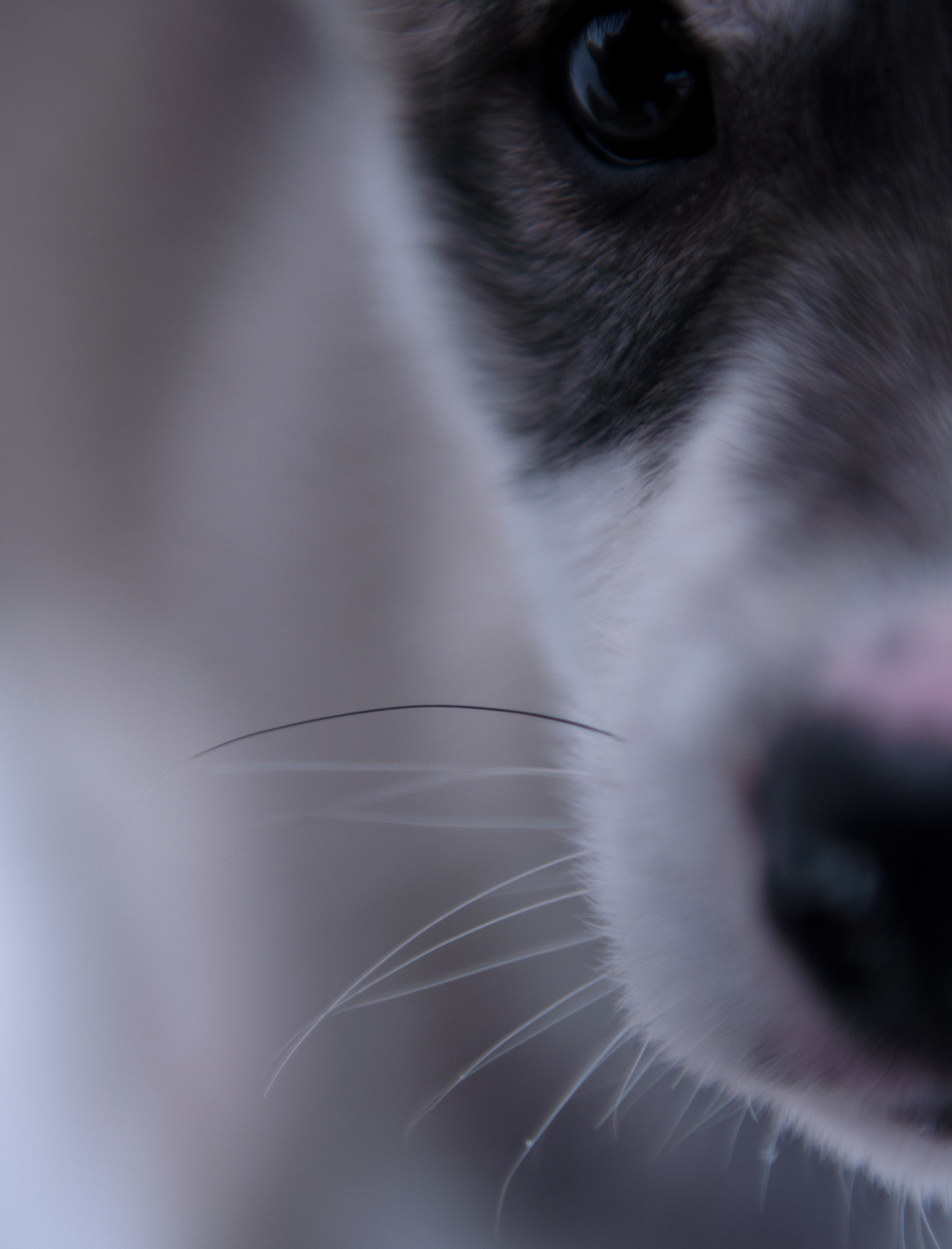 Nikon AF-S Nikkor 24-70mm F2.8G ED sample photo. Pup photography