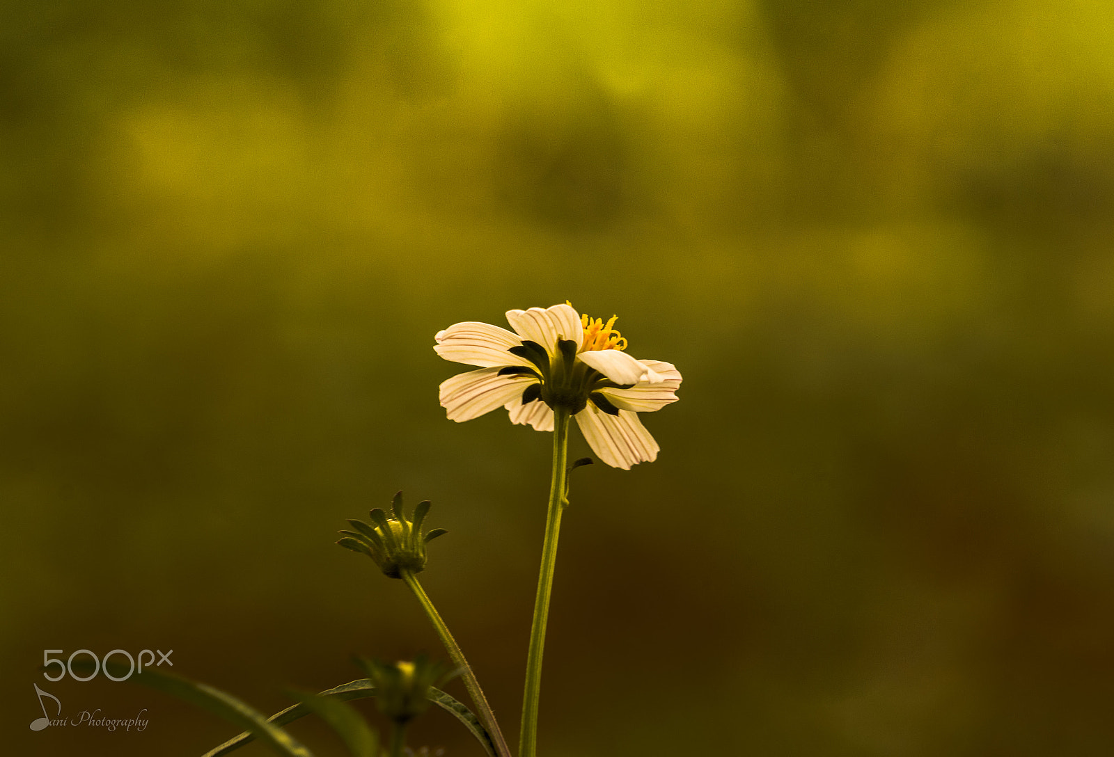 Nikon D3200 sample photo. Shy daisy photography