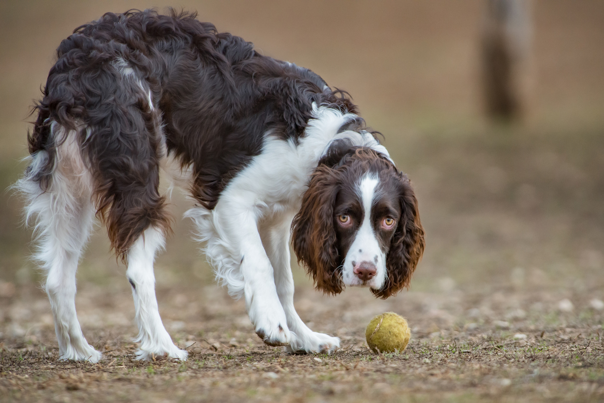 Nikon AF-S Nikkor 300mm F2.8G ED VR II sample photo. Fetch photography