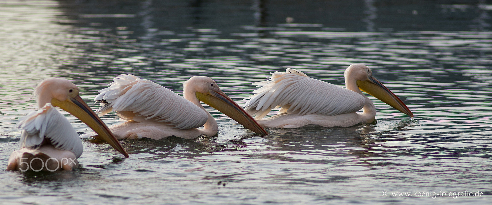 Nikon D600 + Nikon AF Nikkor 180mm F2.8D ED-IF sample photo. Pelican trio photography