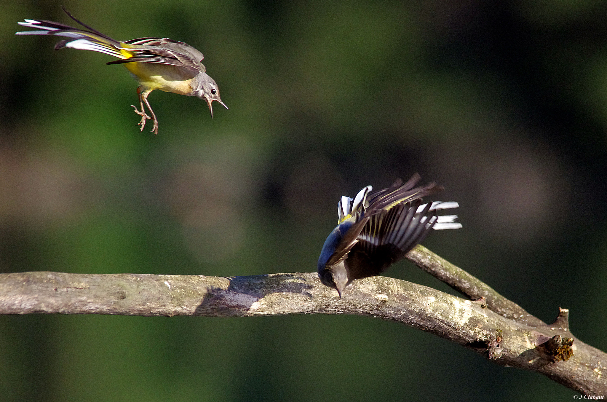 Sigma 150-500mm F5-6.3 DG OS HSM sample photo. Fighting birds 1 photography