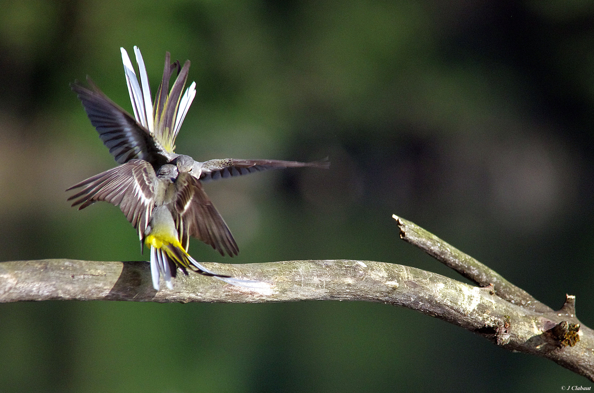 Pentax K-5 + Sigma 150-500mm F5-6.3 DG OS HSM sample photo. Fighting birds 2 photography