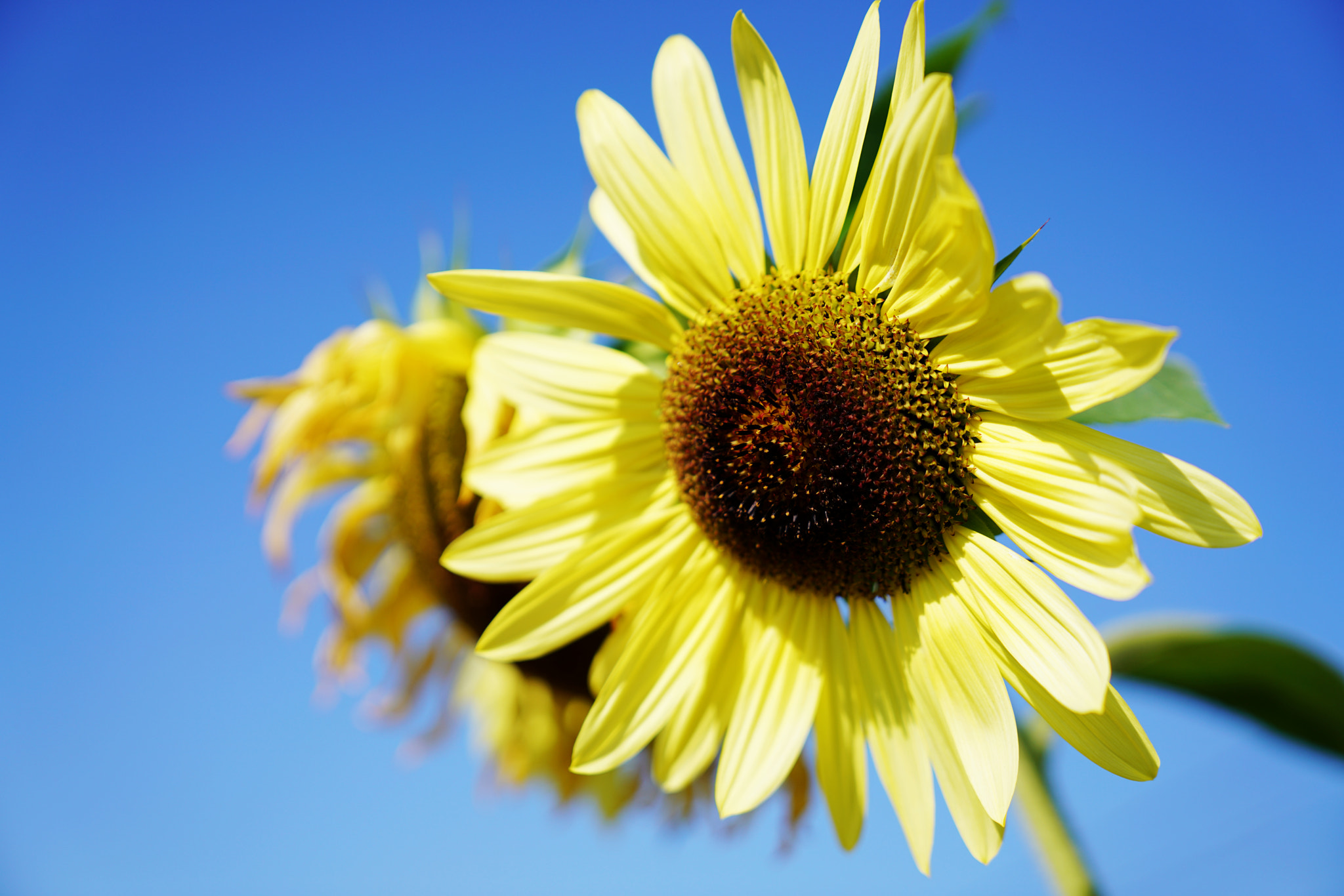 Sony a7R II sample photo. Sunflower photography