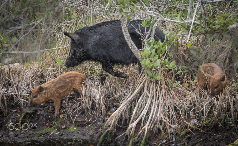 Nikon D500 sample photo. Wild hogs photography