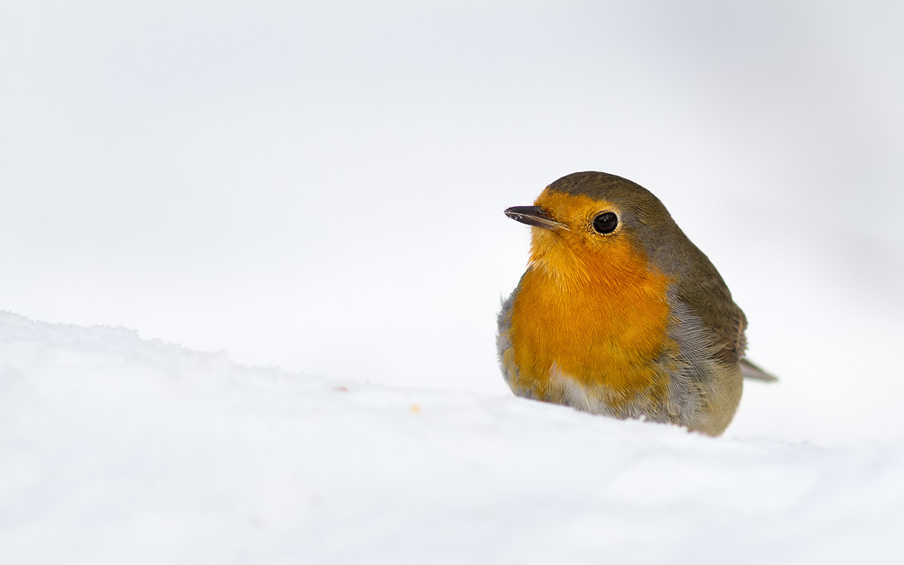 Canon EOS 7D + Canon EF 300mm F4L IS USM sample photo. Зимняя зарянка photography