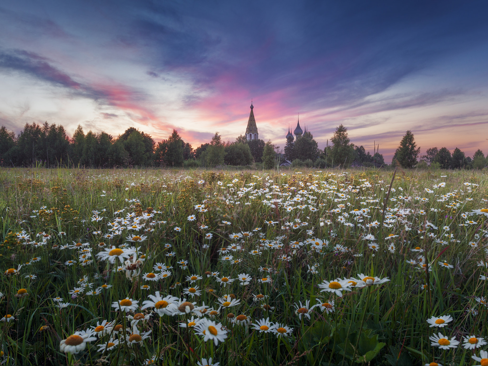 Canon EOS 5D Mark II + Canon EF 24mm F1.4L II USM sample photo. Kosheevo. chamomile light photography