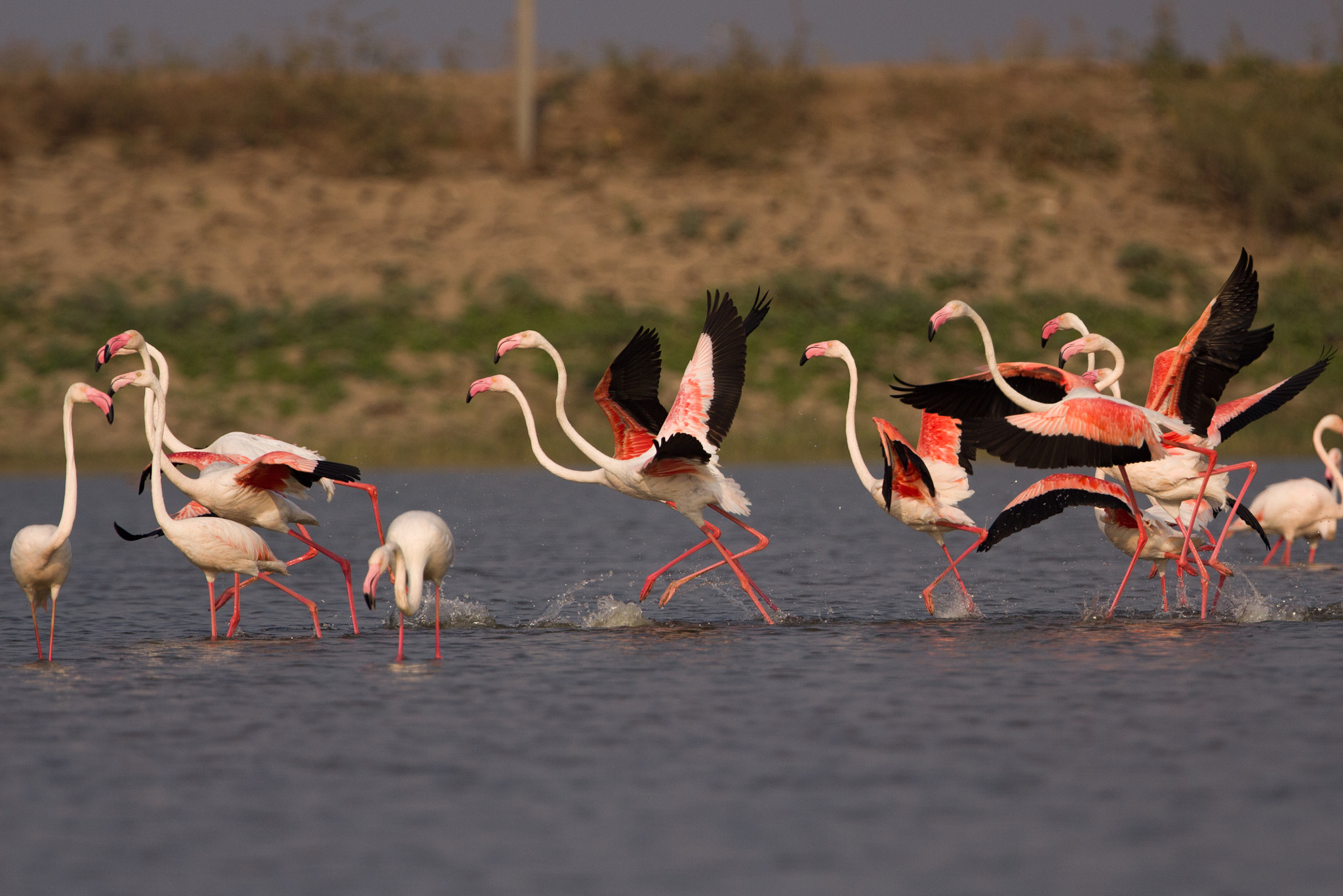 Canon EOS 700D (EOS Rebel T5i / EOS Kiss X7i) + Canon EF 300mm F2.8L IS II USM sample photo. The greater flamingo photography