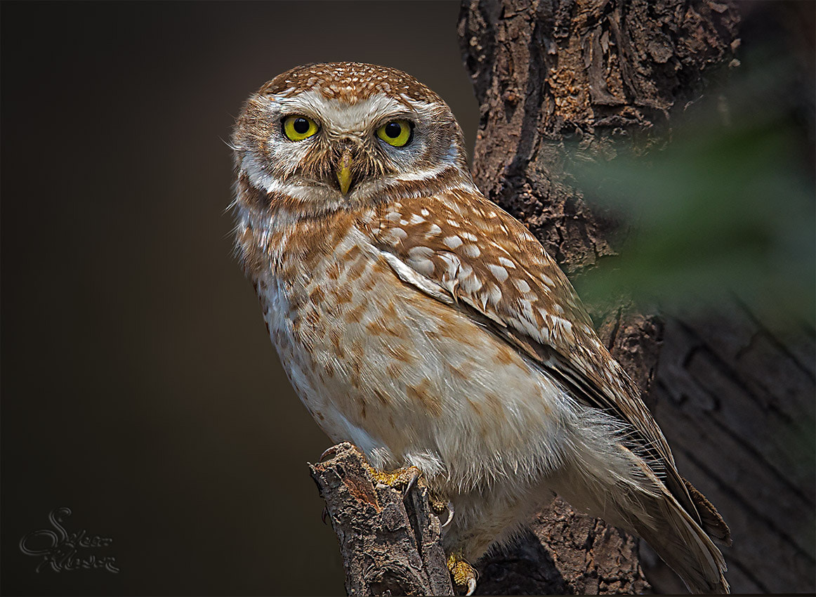 Canon EOS 6D + Sigma 150-600mm F5-6.3 DG OS HSM | C sample photo. Spotted owlet #2 photography