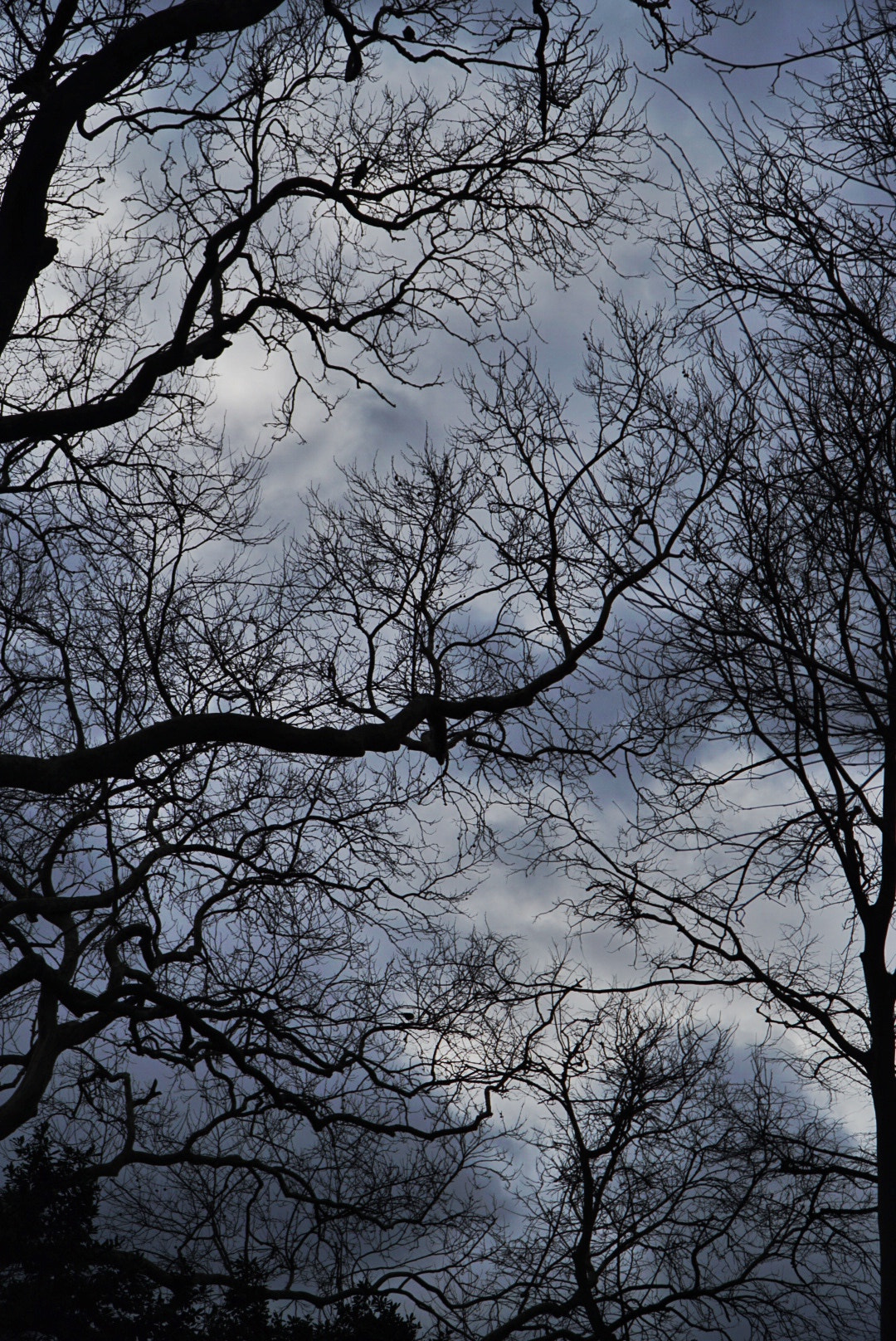 Sony E PZ 18-105mm F4 G OSS sample photo. 阴森的树林和枝丫。 photography