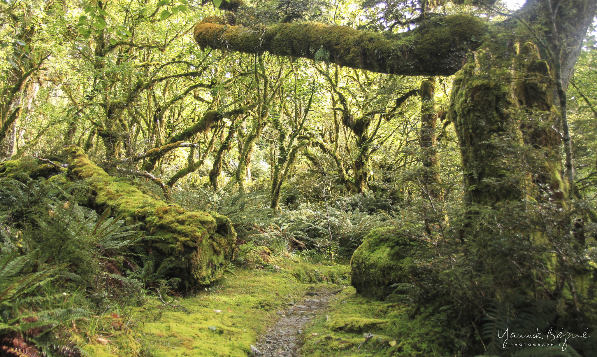 Canon EOS 500D (EOS Rebel T1i / EOS Kiss X3) sample photo. Rainforest - new zealand photography