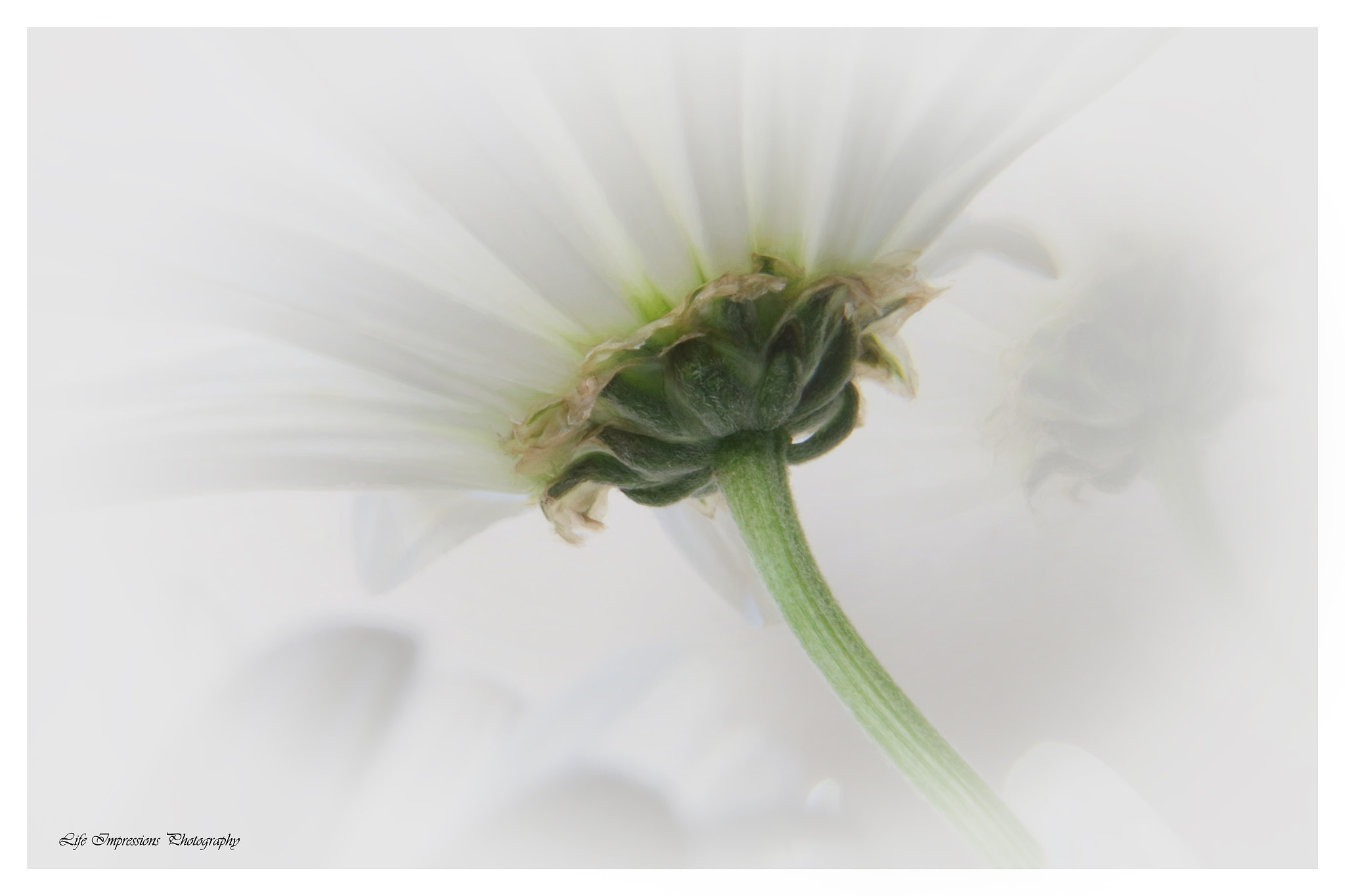 Canon EF-S 17-85mm F4-5.6 IS USM sample photo. Killing me softly underneath photography