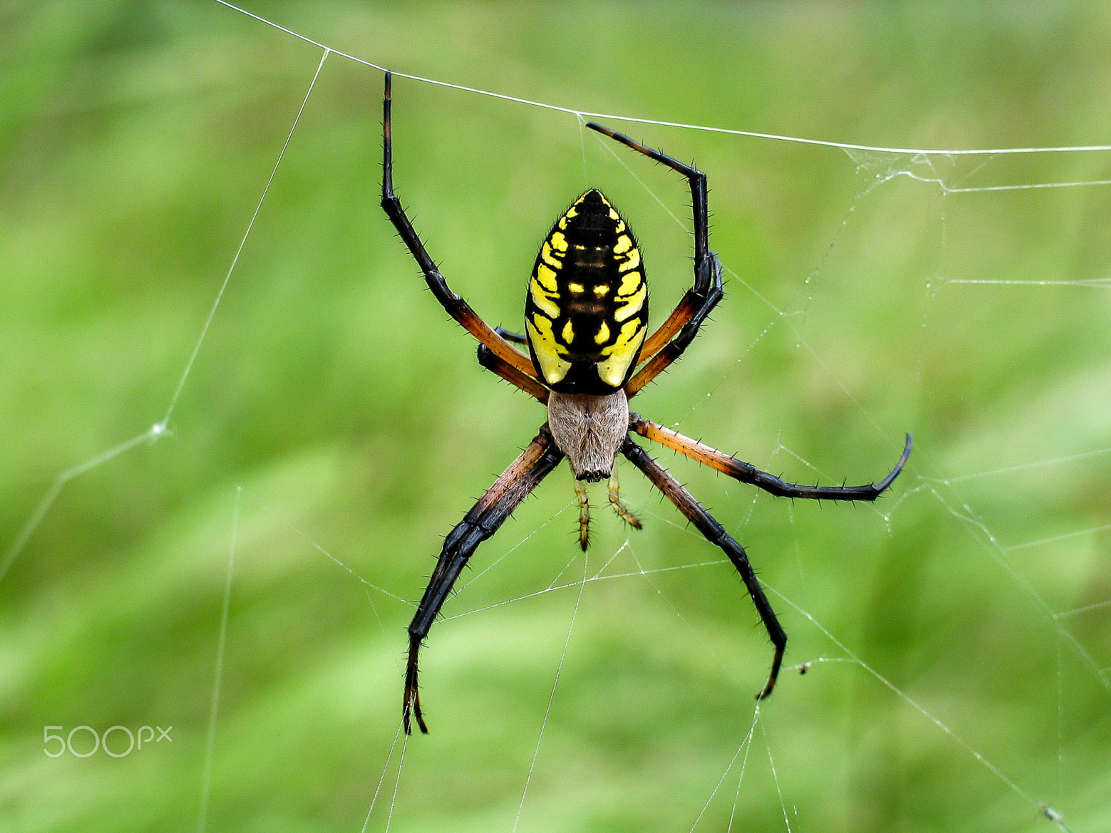 Canon POWERSHOT G5 sample photo. Black and yellow garden spider photography