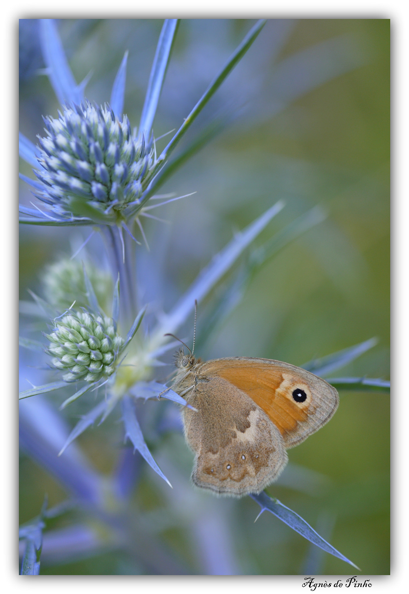 Panasonic Lumix DMC-GF5 sample photo. Procris, fadet commun, coenonympha pamphilus photography