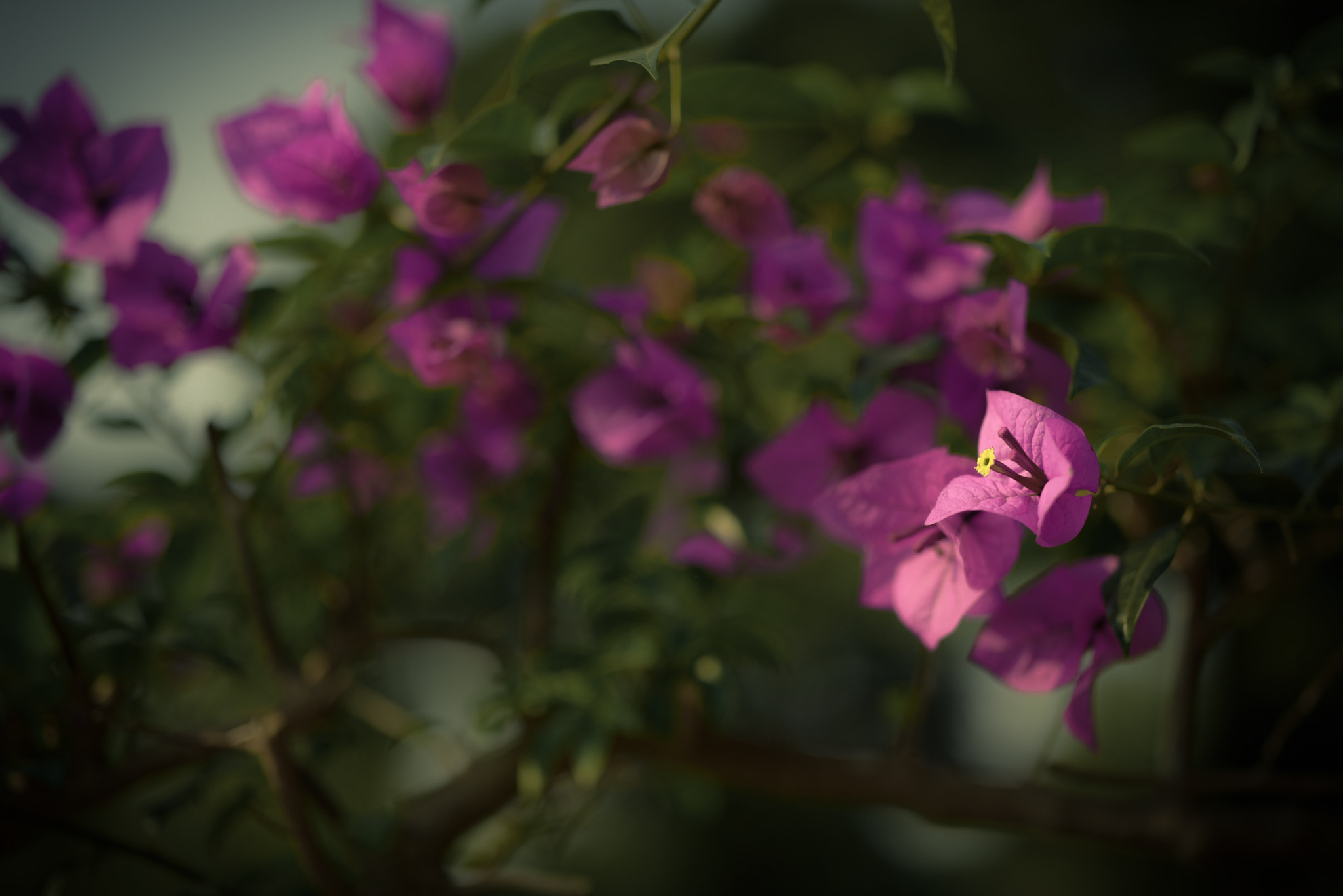 ZEISS Otus 55mm F1.4 sample photo. F1.4 photography