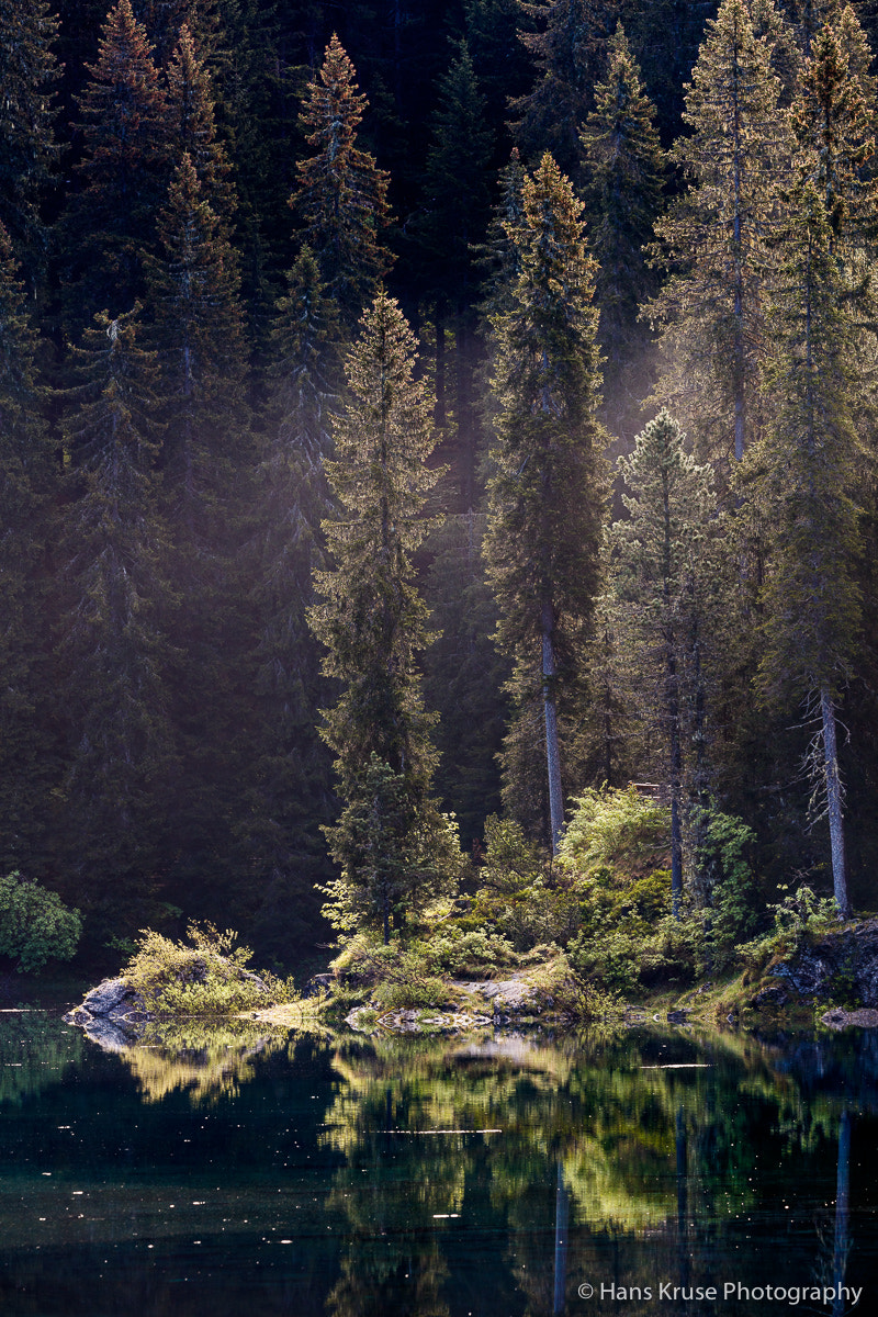 Canon EOS 5DS R sample photo. Trees in morning light photography