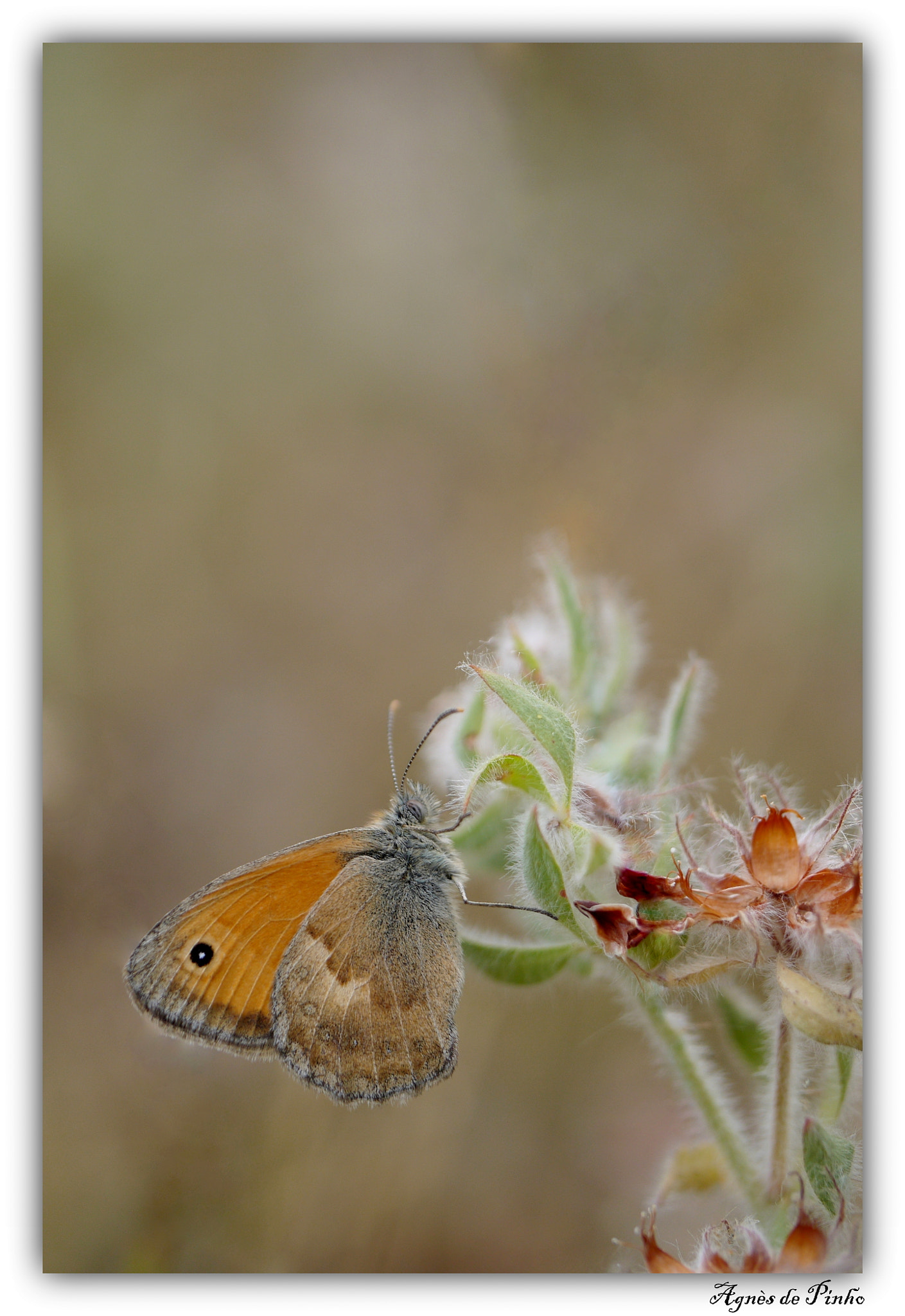 Panasonic Lumix DMC-GF5 sample photo. Procris, fadet commun, coenonympha pamphilus photography