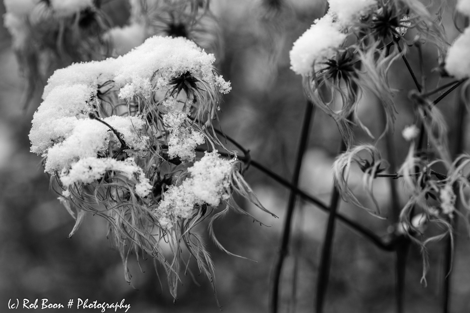 Canon EOS 5DS sample photo. A touch of snow photography