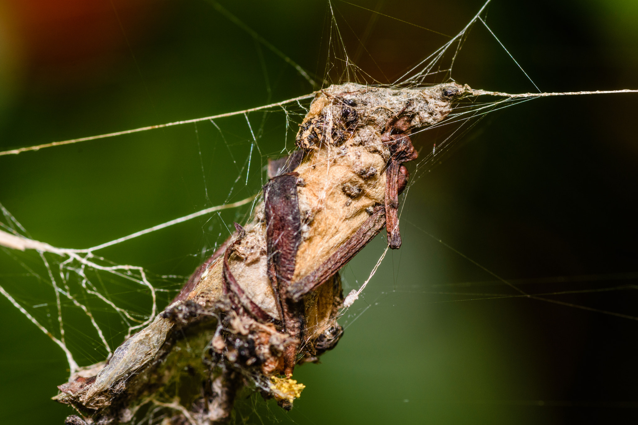 Nikon D7200 + Tokina AT-X Pro 100mm F2.8 Macro sample photo. Spider's work photography