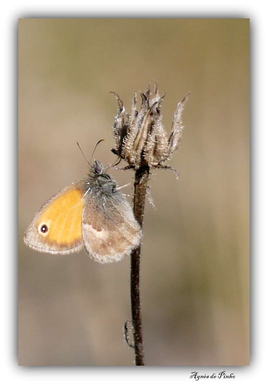 Panasonic Lumix DMC-GF5 sample photo. Procris, fadet commun, coenonympha pamphilus photography