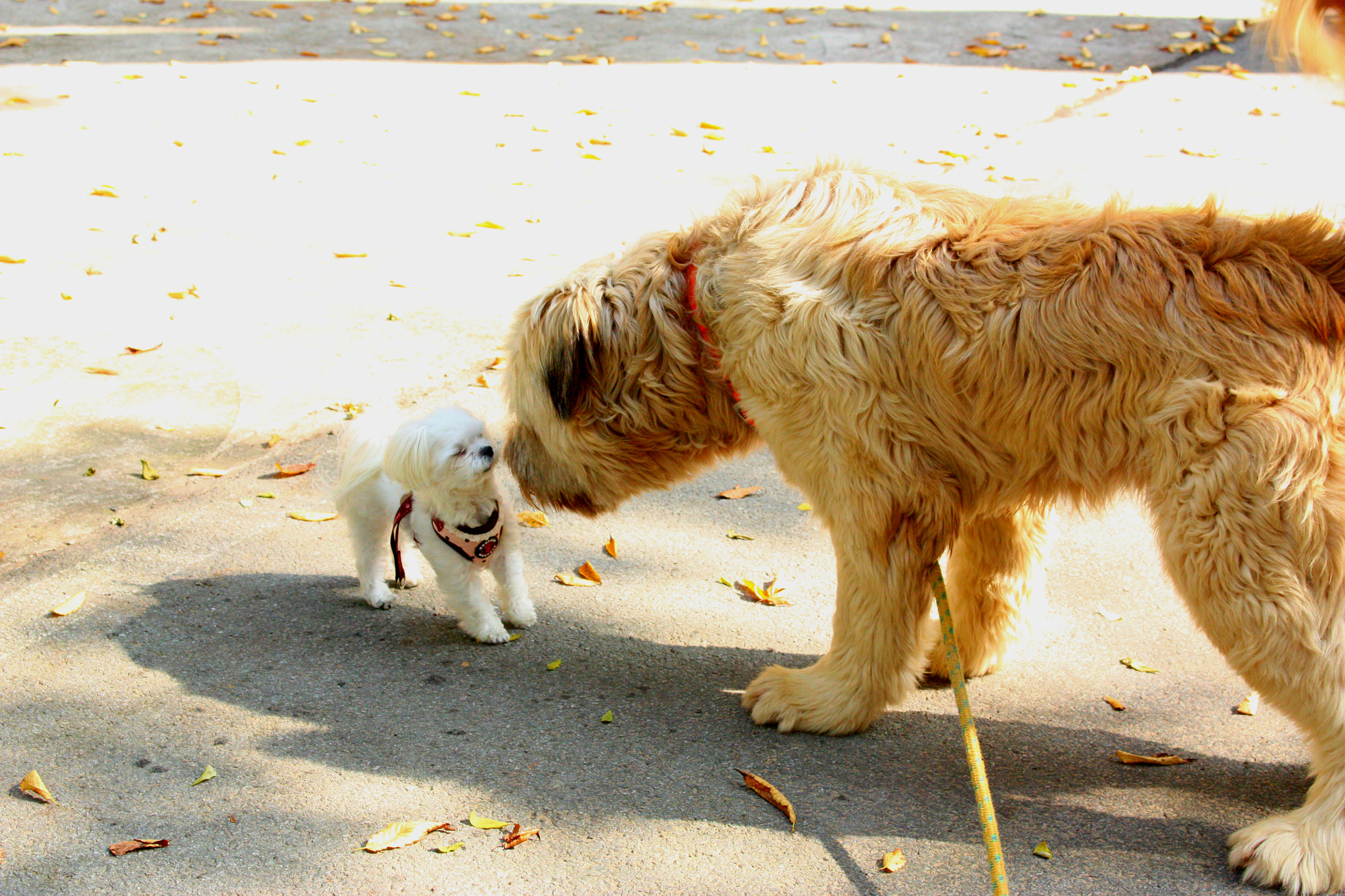 Canon EF 28mm F2.8 sample photo. David vs. goliath photography