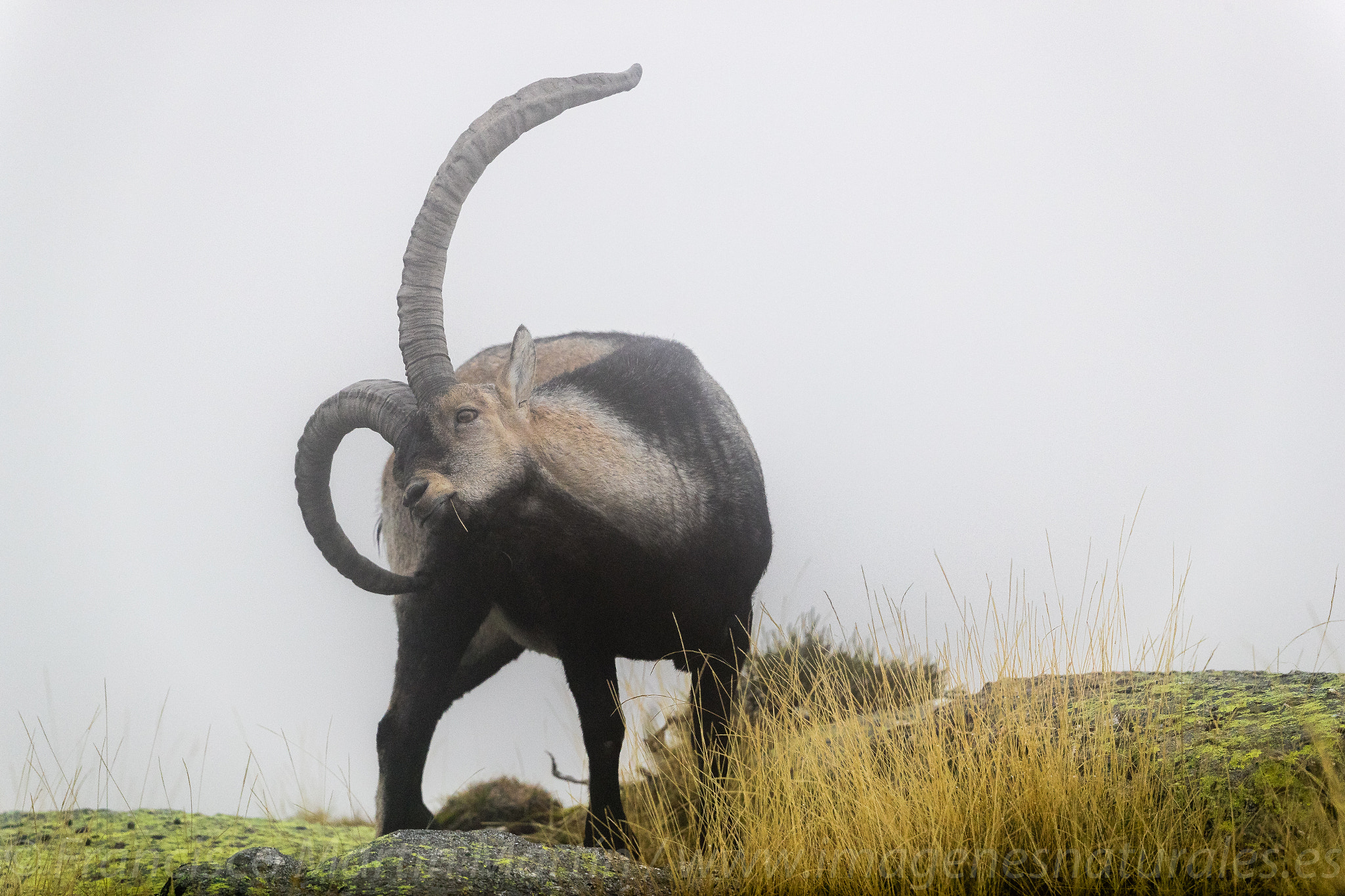 Canon EF 500mm F4L IS II USM sample photo. Mountain goat male photography