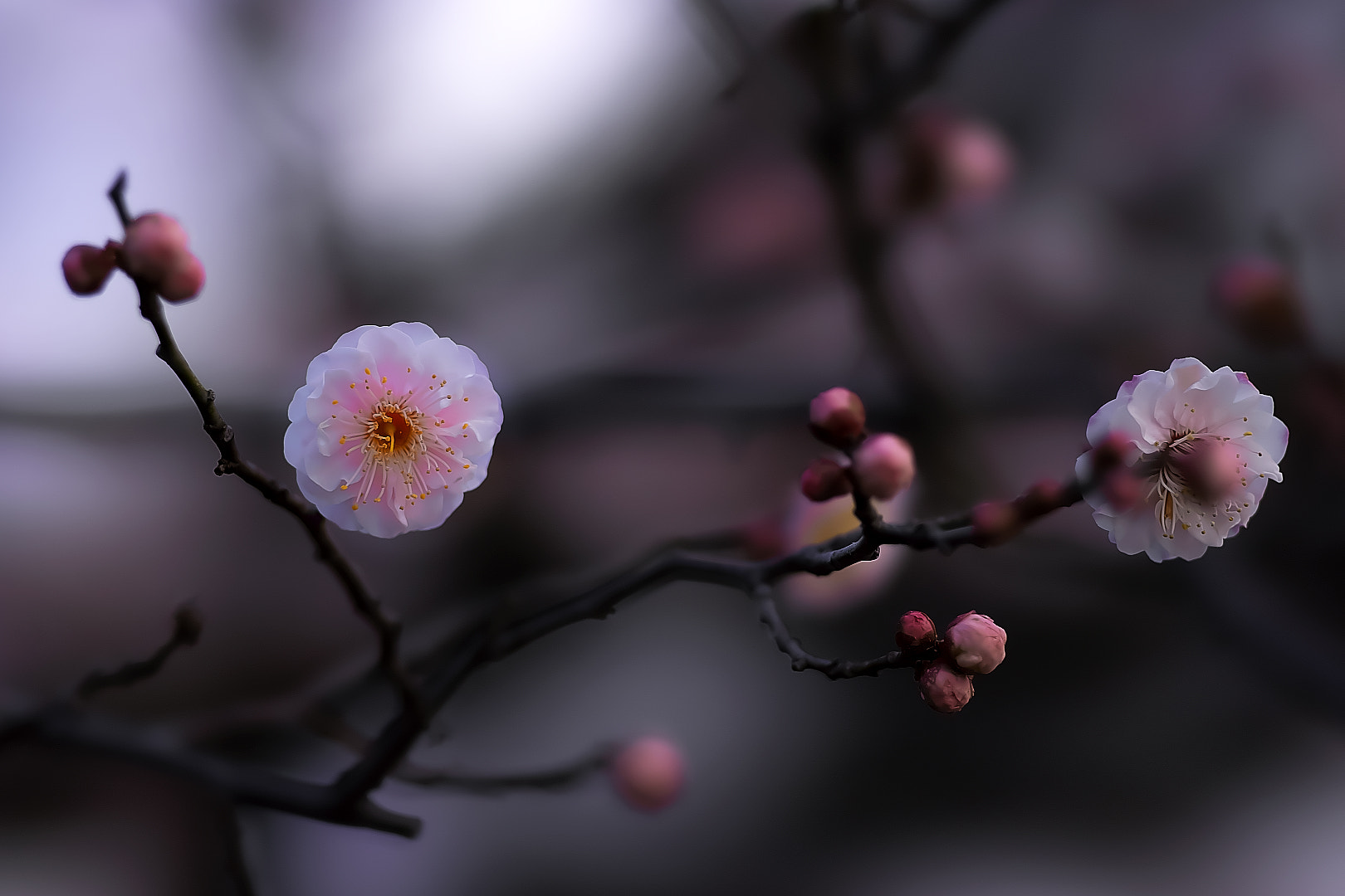 Sony a7 sample photo. Plum photography