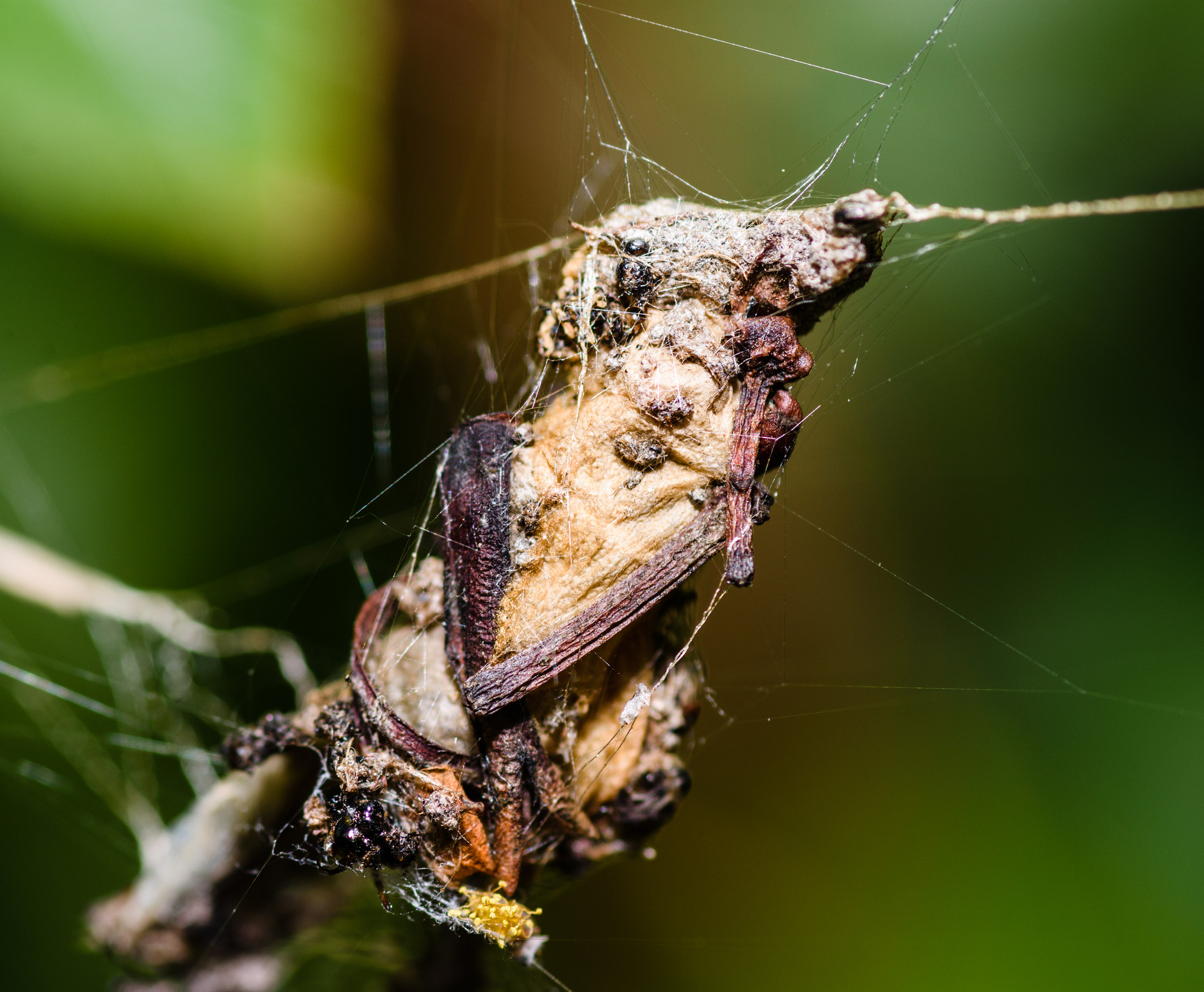 Nikon D7200 + Tokina AT-X Pro 100mm F2.8 Macro sample photo. Spiders equal spring photography