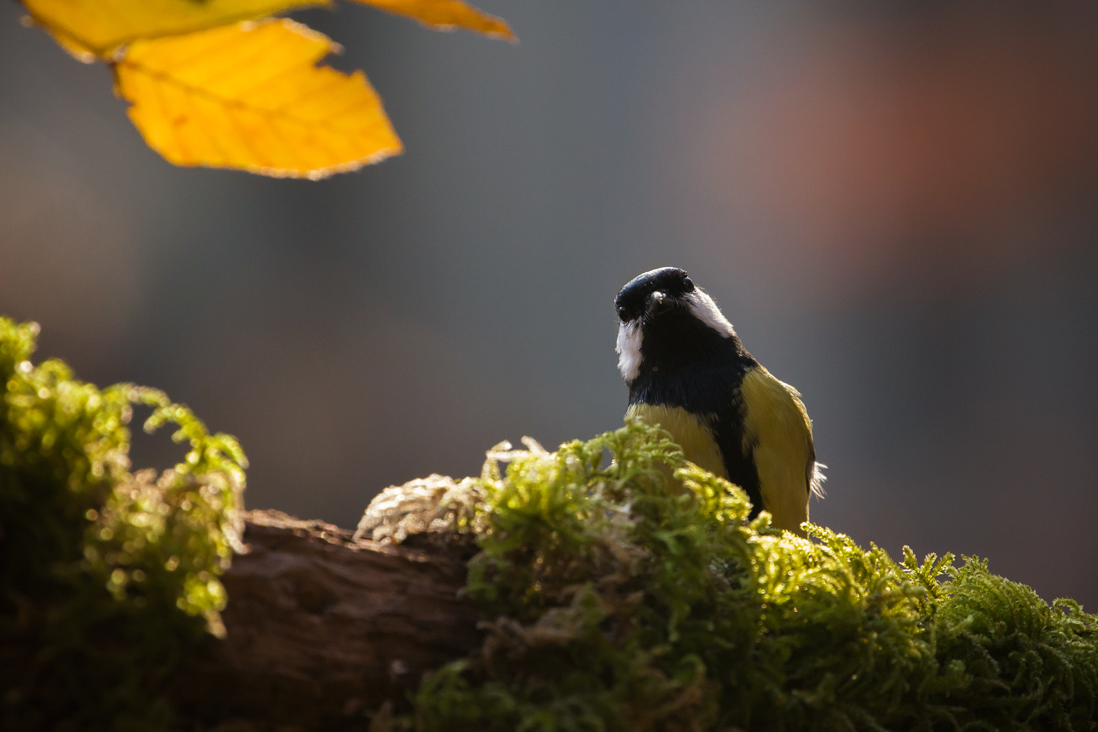 Canon EF 70-200mm F4L USM sample photo. Parus major photography