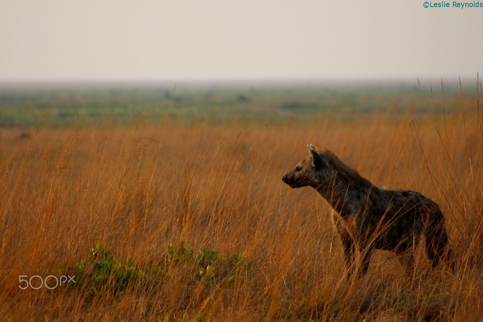 Canon EF 75-300mm f/4-5.6 USM sample photo. Spotted hyena photography