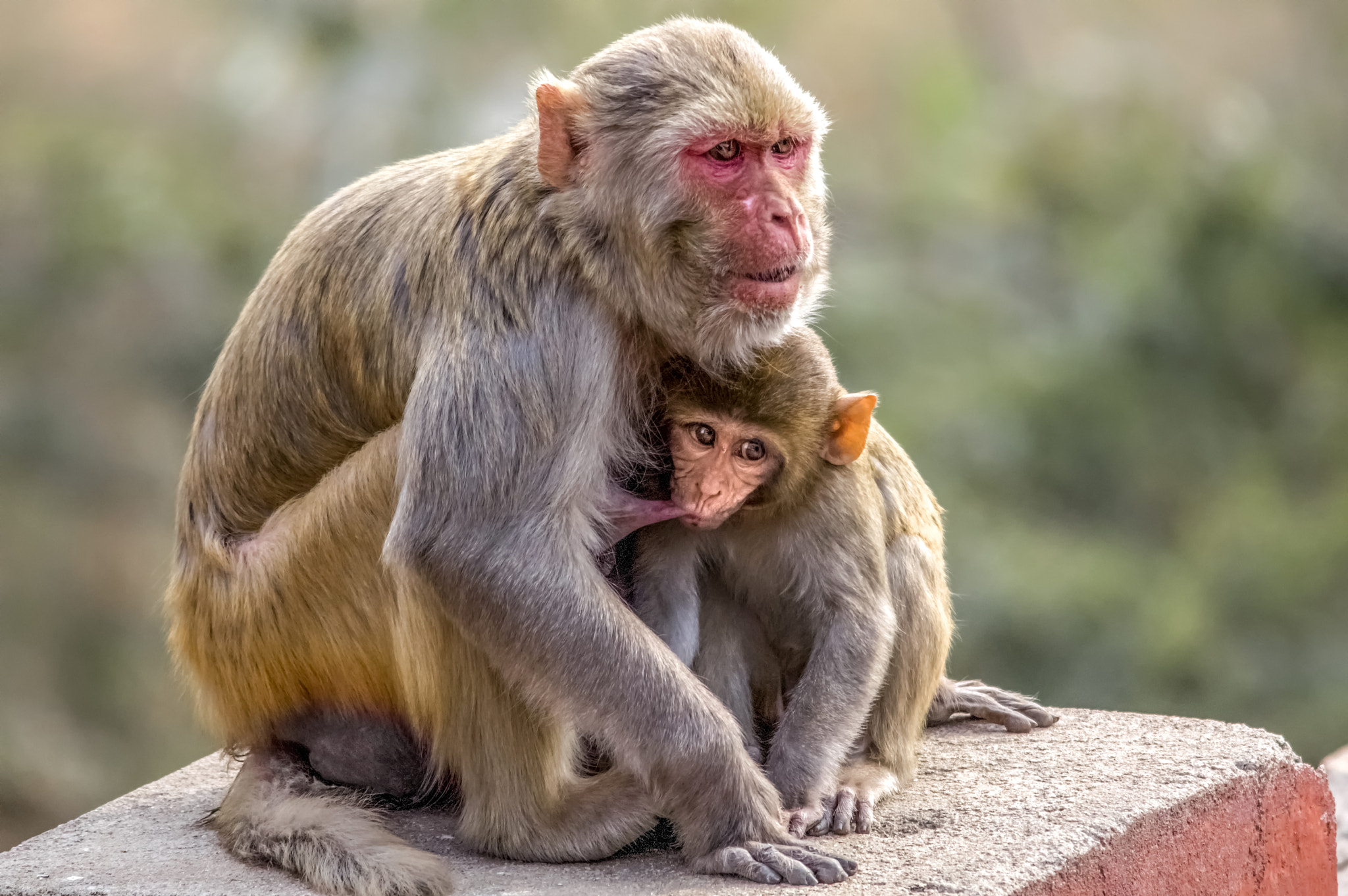 Pentax K-3 II + Sigma 150-500mm F5-6.3 DG OS HSM sample photo. Mummy's boy photography