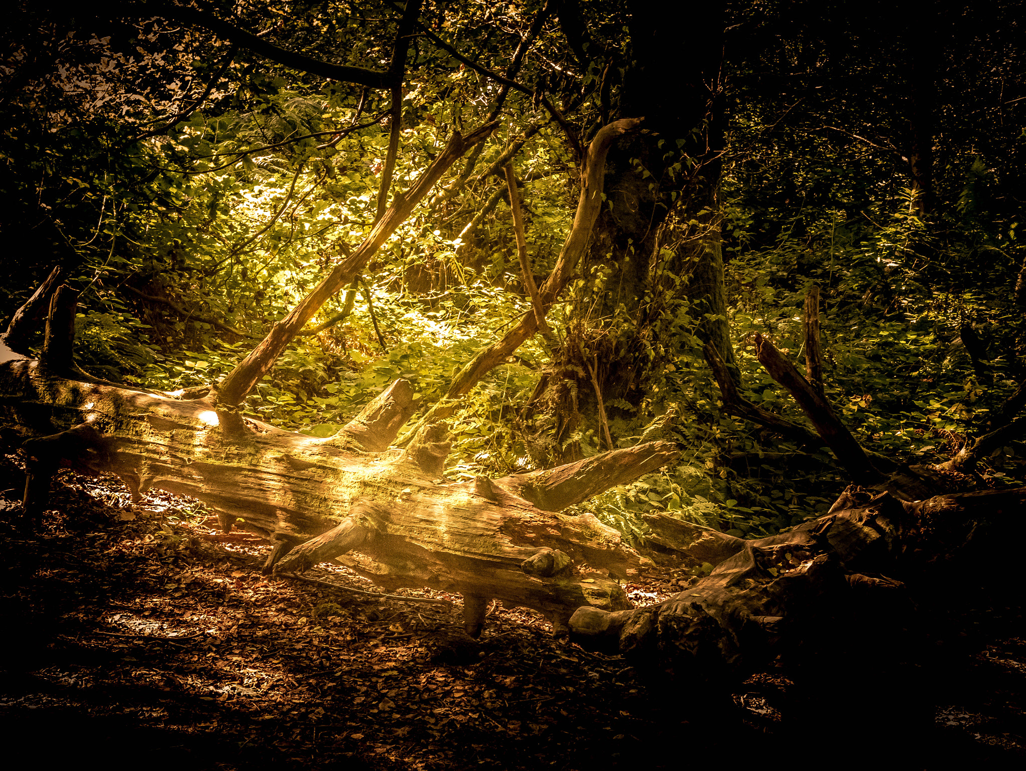 .7x Metabones 18-35/1.8 sample photo. Wood magic photography