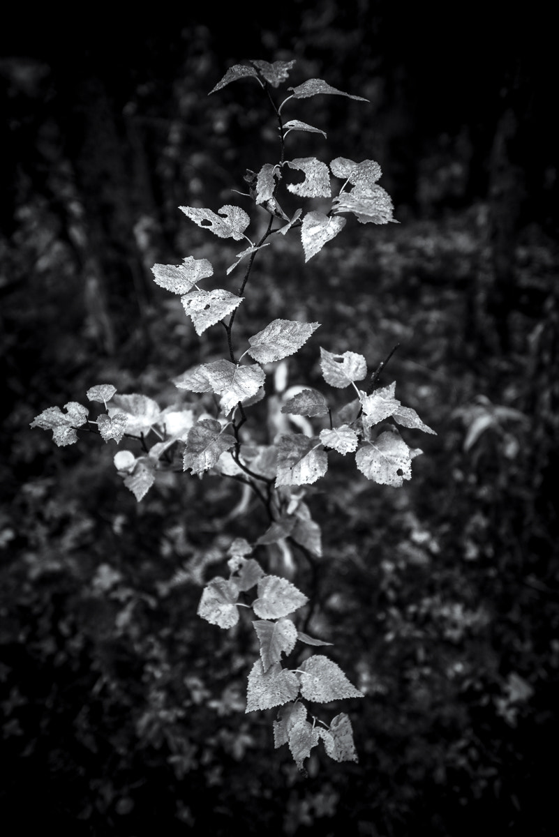 Pentax K-1 sample photo. Leaves of light photography