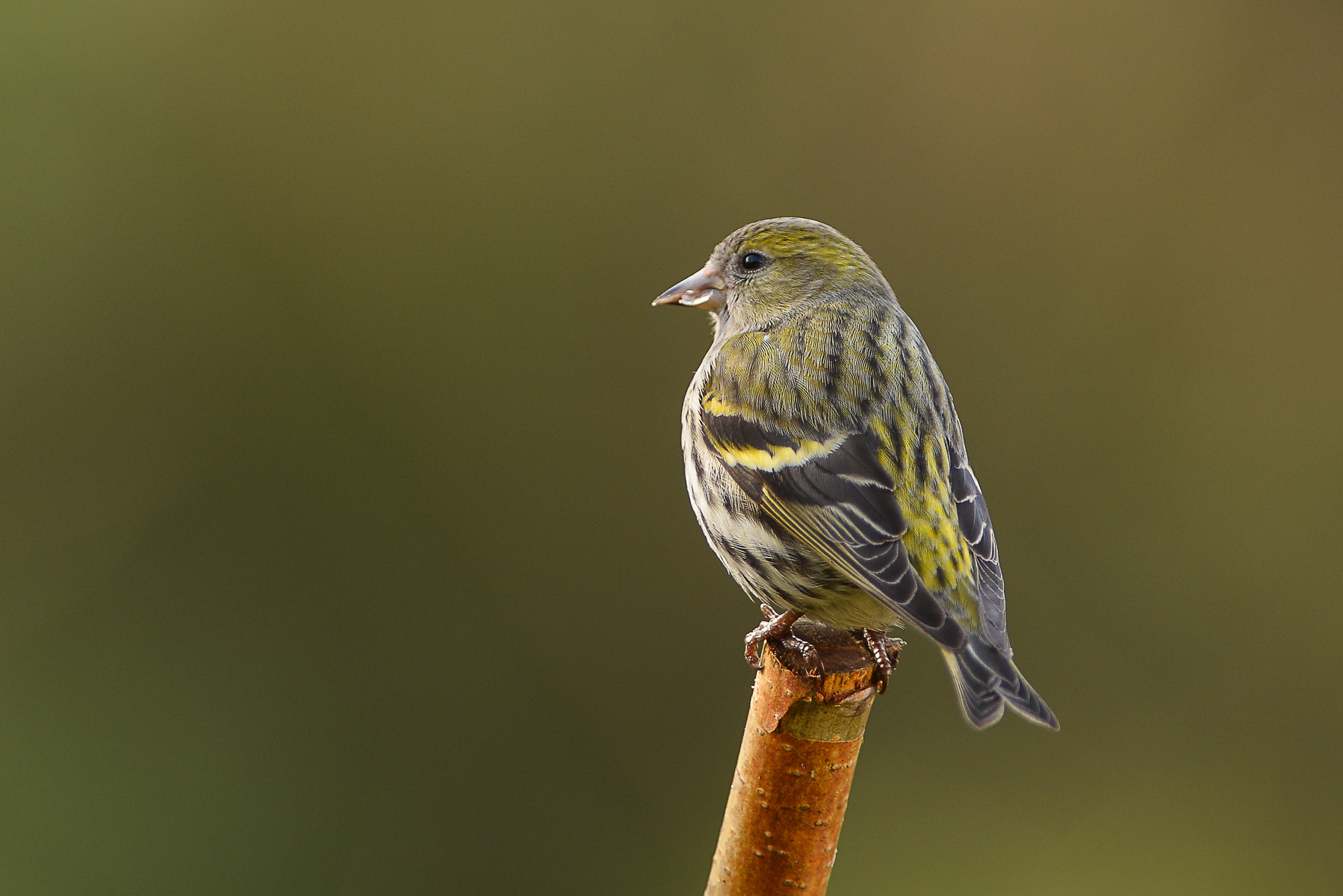 Nikon AF-S Nikkor 300mm F2.8G ED VR II sample photo. Siskin. photography