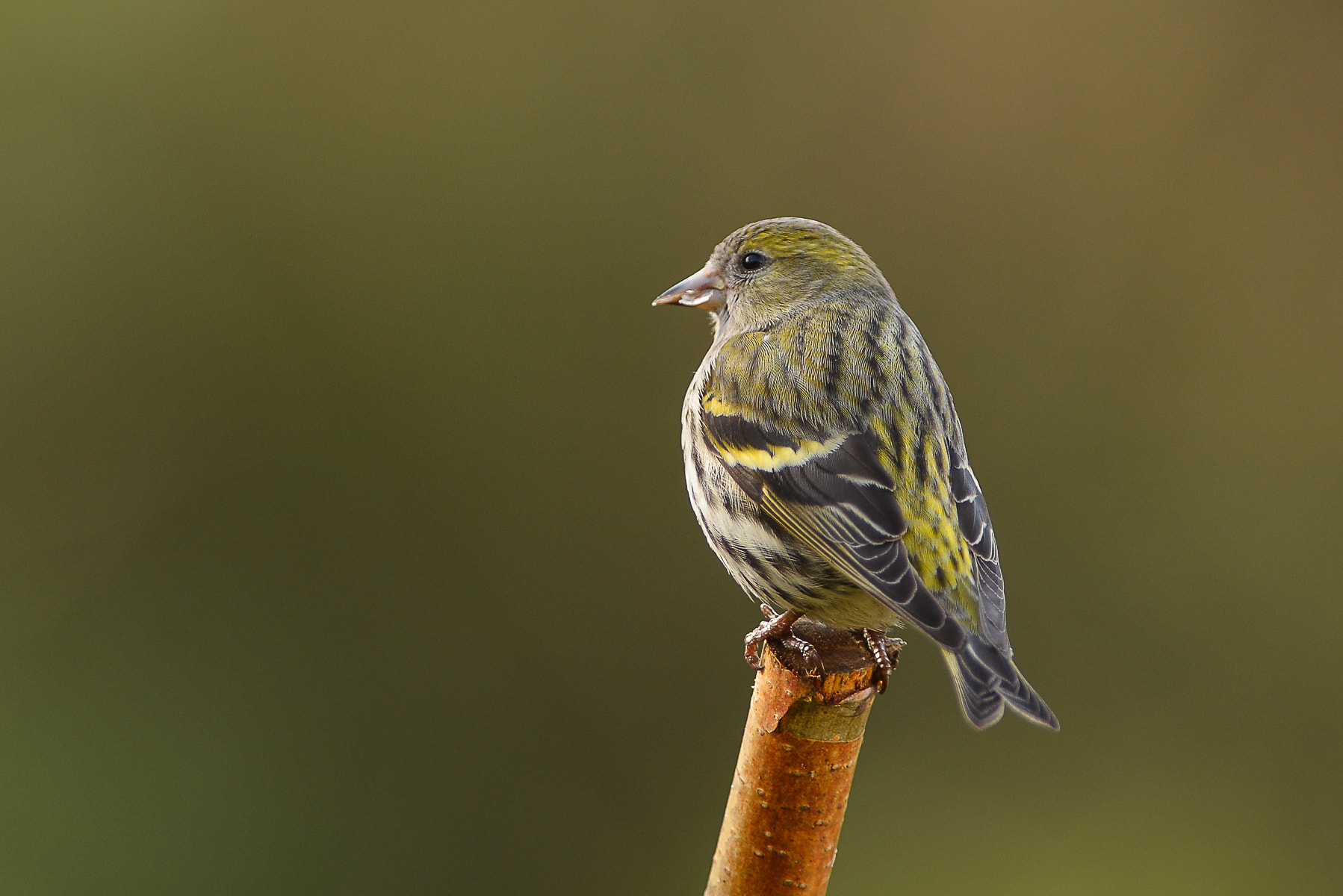 Nikon D800 + Nikon AF-S Nikkor 300mm F2.8G ED VR II sample photo. Siskin. photography