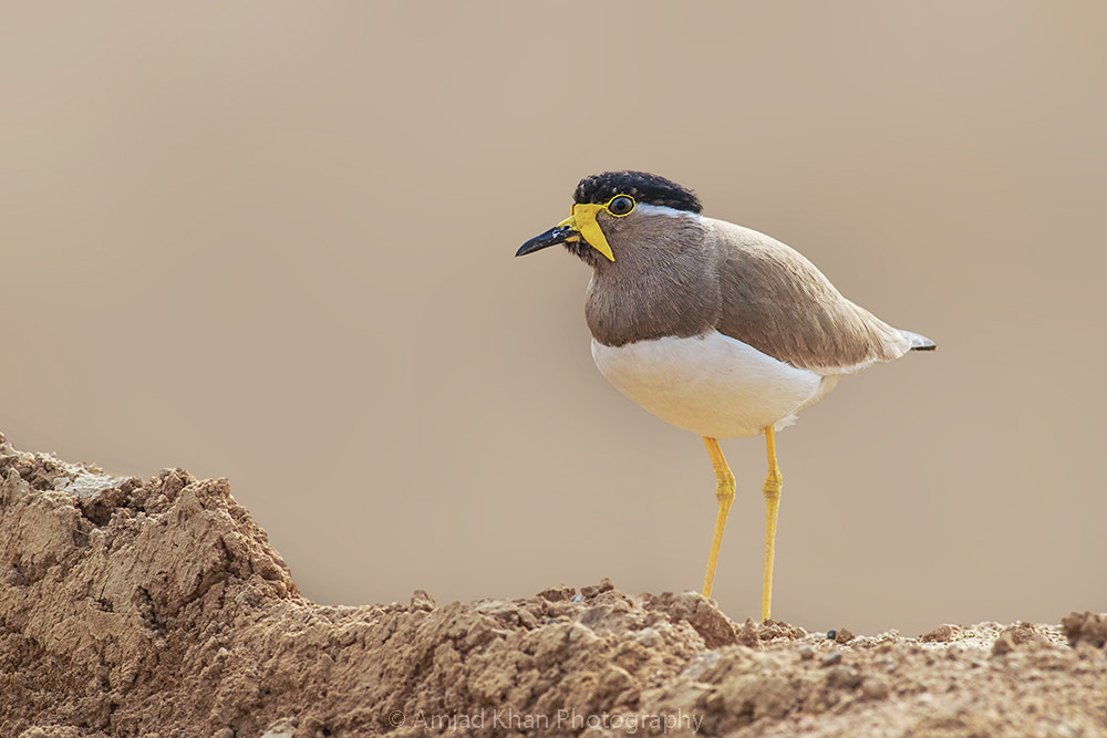 Canon EOS 70D + Canon EF 400mm F5.6L USM sample photo. Yellow wattled lapwing photography