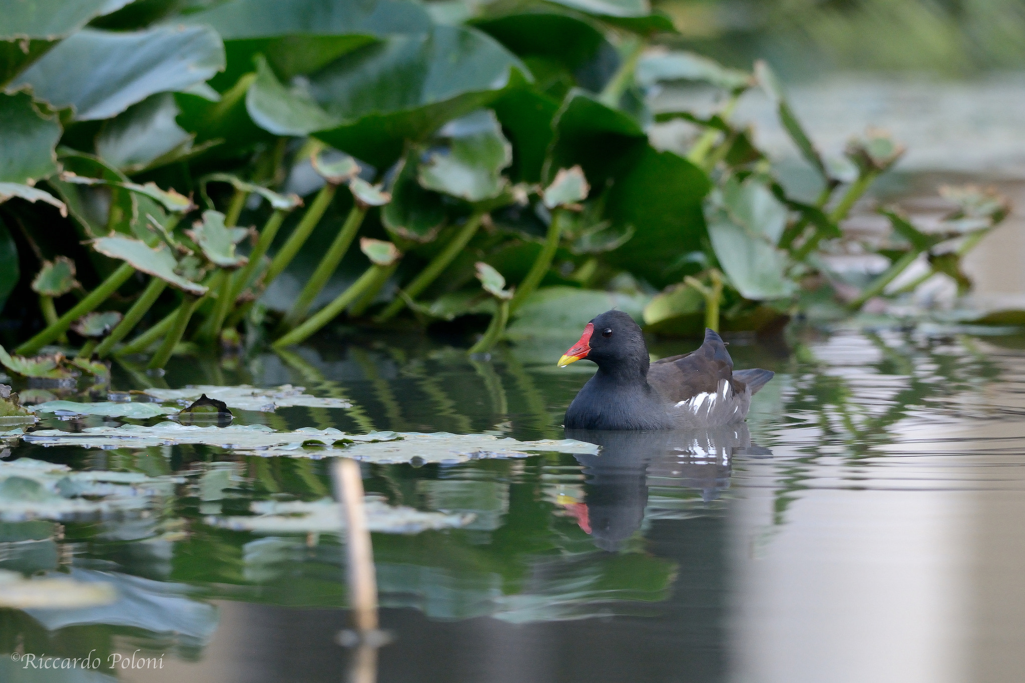 Nikon D7100 + Nikon AF-S Nikkor 300mm F4D ED-IF sample photo. In the water lilies photography