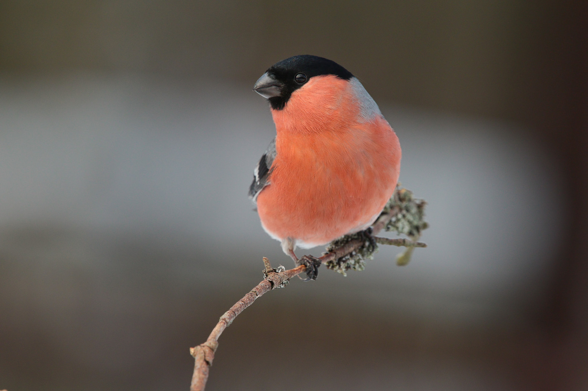 Canon EF 300mm F2.8L IS II USM sample photo. The bullfinch on the branch photography