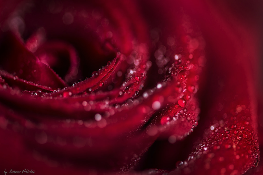 Nikon AF-S Micro-Nikkor 105mm F2.8G IF-ED VR sample photo. Happy valentine photography