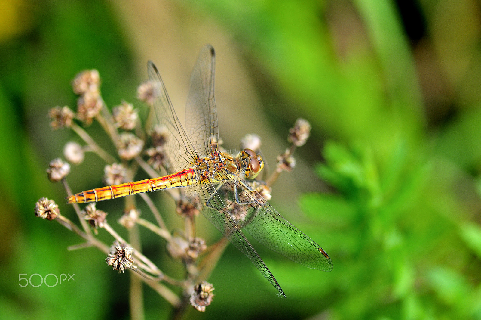Nikon D300S sample photo. Dragonfly photography