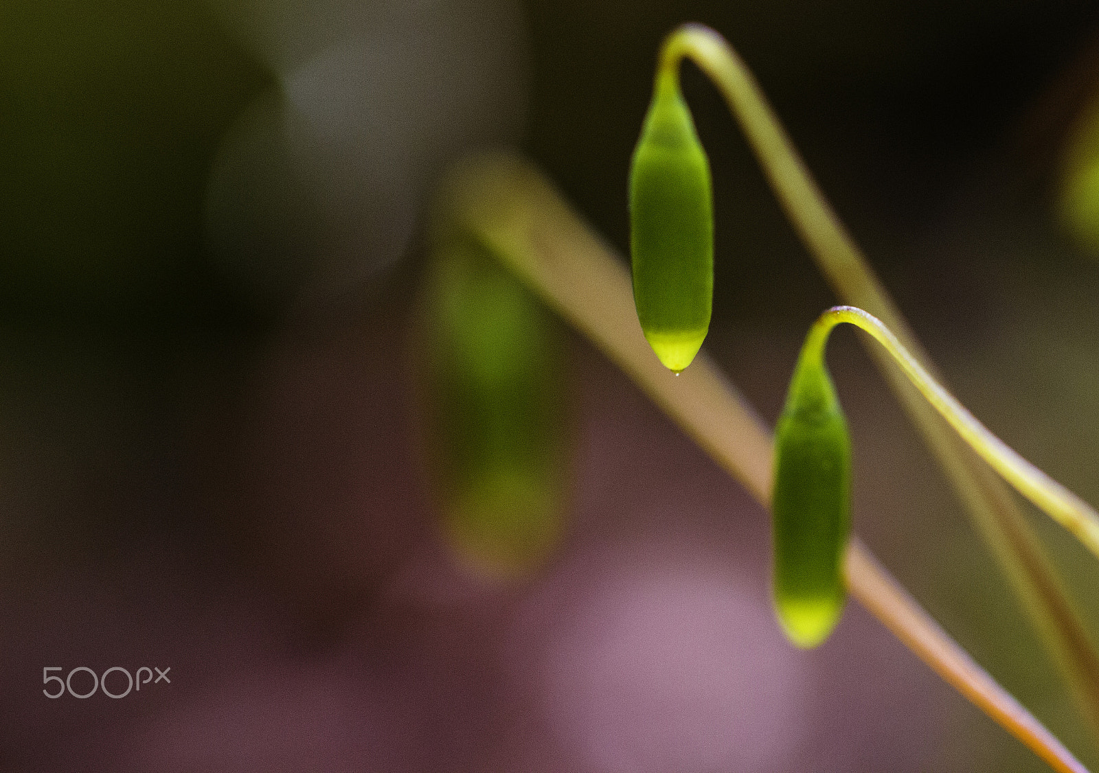 Canon EF 100mm F2.8L Macro IS USM sample photo. A flower? photography