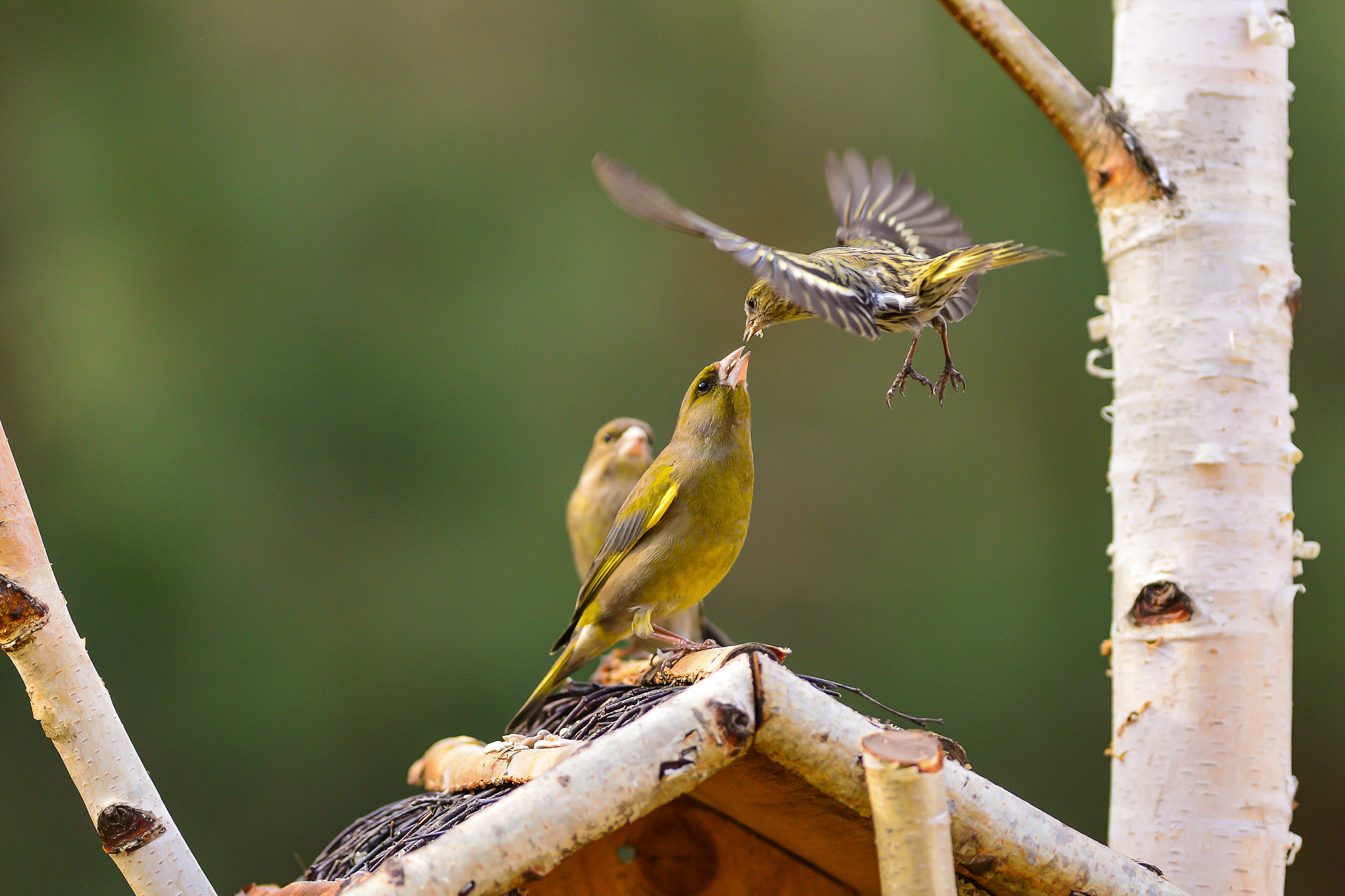 Nikon AF-S Nikkor 300mm F2.8G ED VR II sample photo. Competition not love. photography