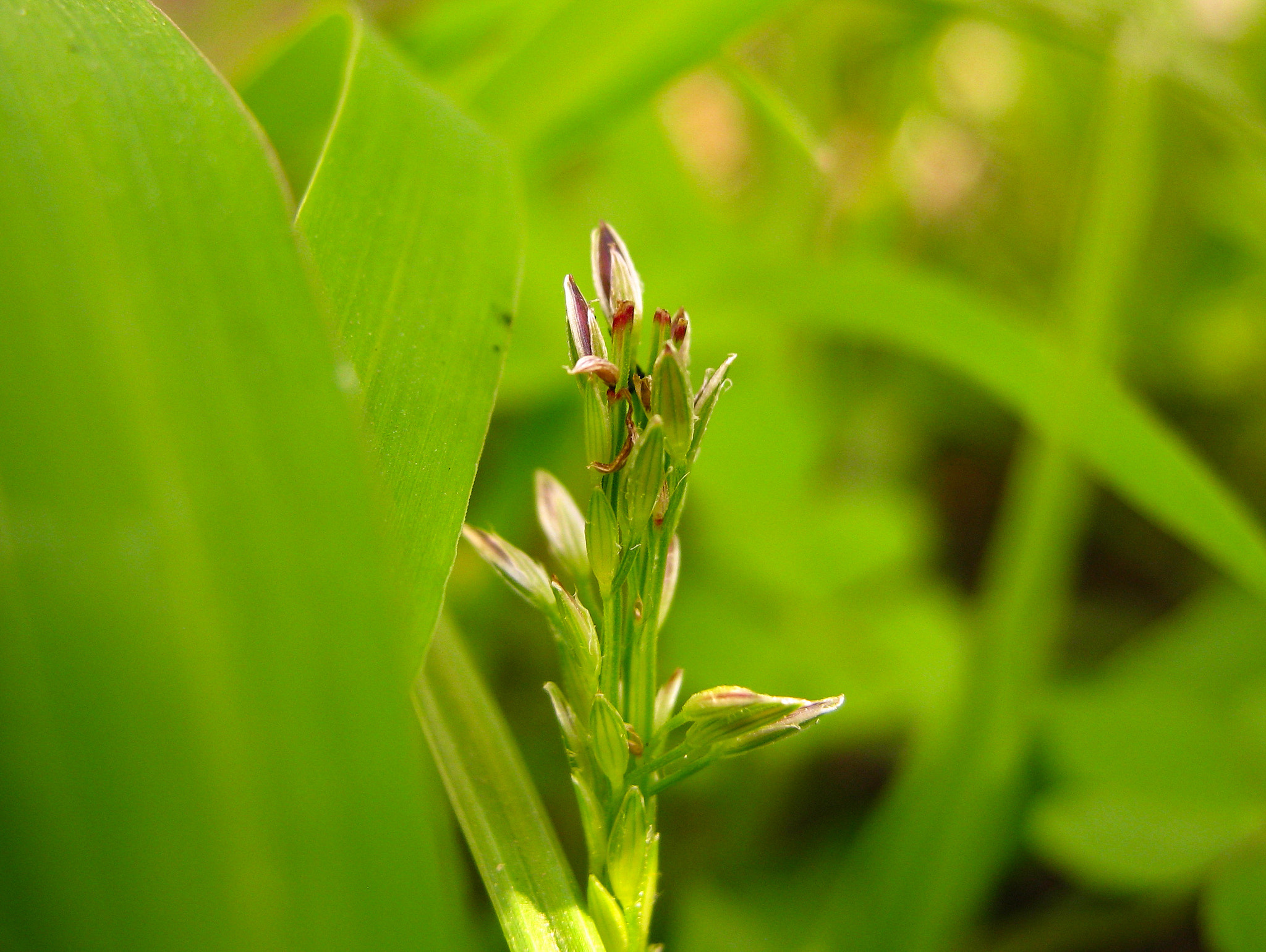 Canon PowerShot A495 sample photo. Grass flower photography