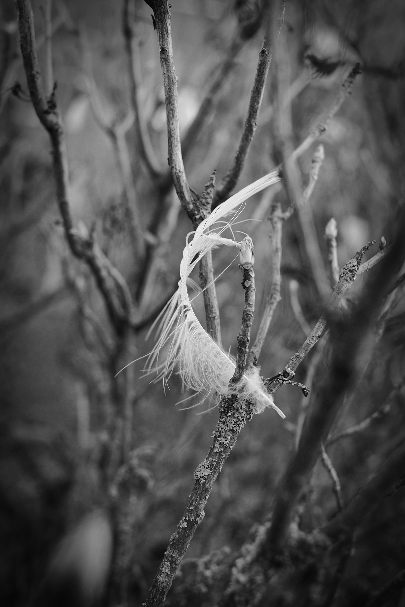 Fujifilm X-Pro1 + Fujifilm XF 18mm F2 R sample photo. Snared photography